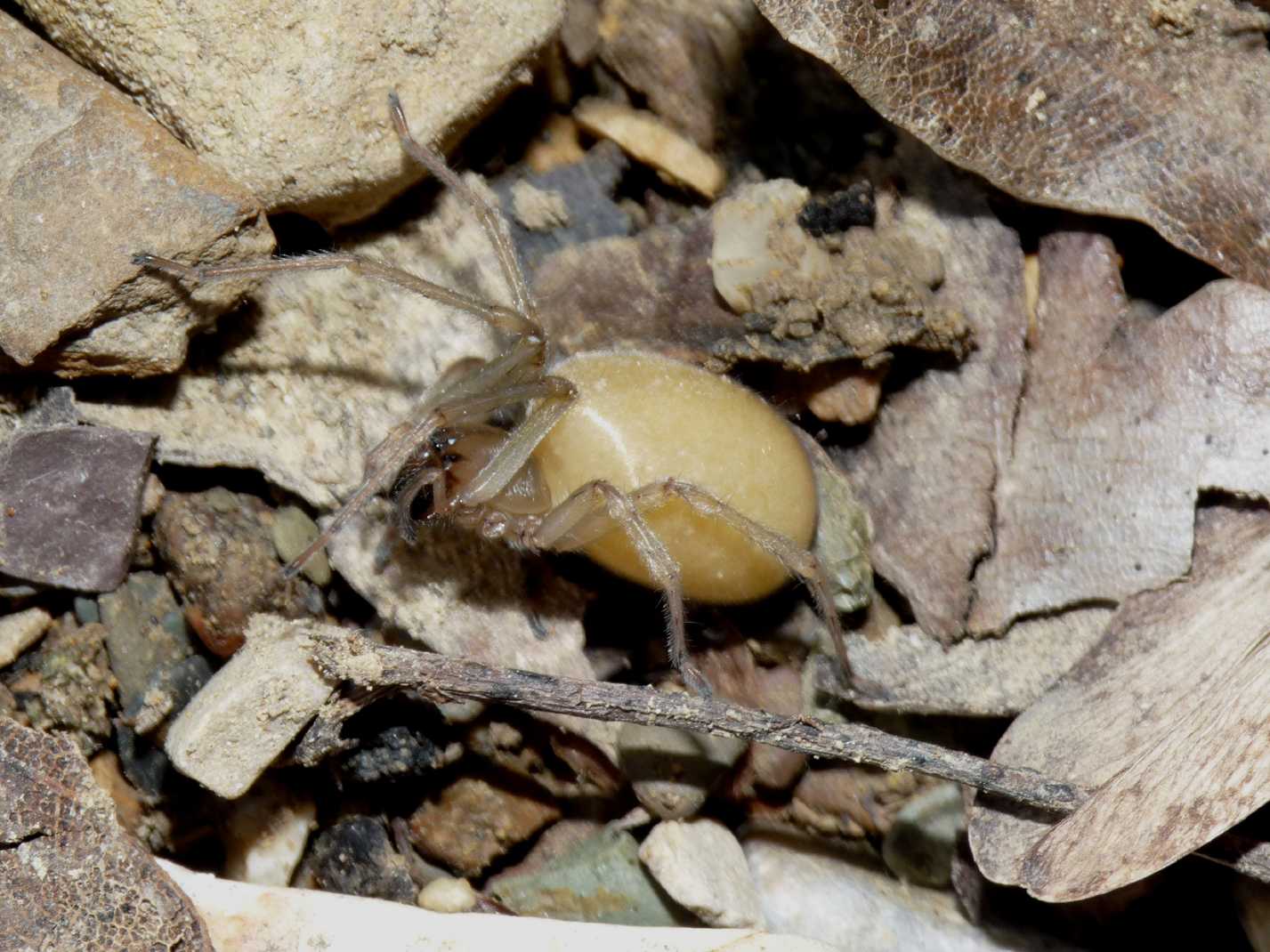 Femmina di Cheiracanthium mildei gravida